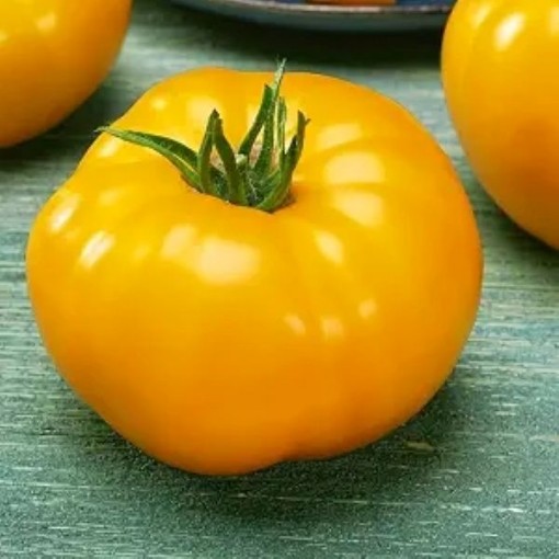 Djena Lee's Golden Girl Tomato Seeds
