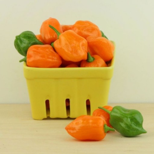 Habanero Orange Pepper Seeds