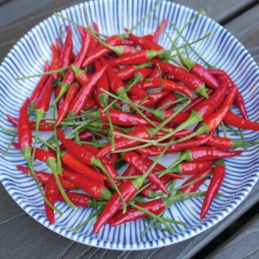 Thai Red Chili Pepper Seeds	