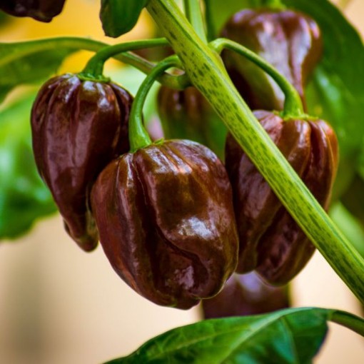 Chocolate Habanero Pepper Seeds