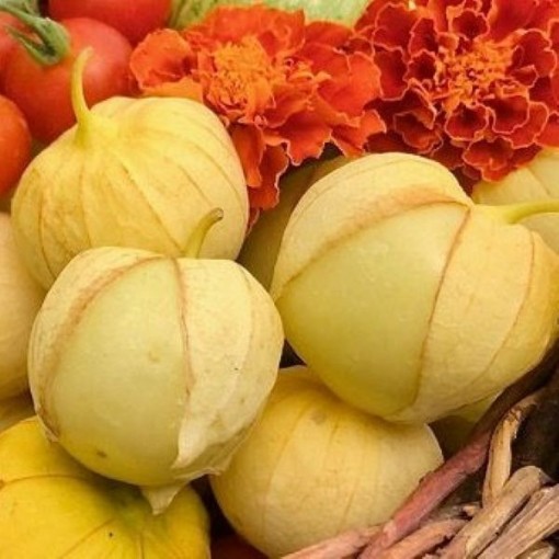 Dr Wyche's Yellow Tomatillo Seeds