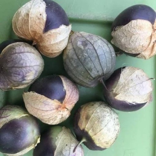 Purple de Milpa Tomatillo Seeds