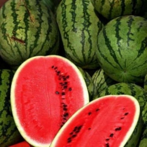 Cal Sweet Supreme Watermelon Seeds