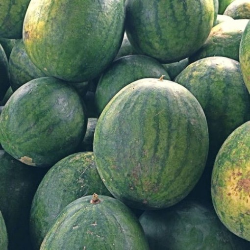 Striped Peacock WR-60 Watermelon Seeds