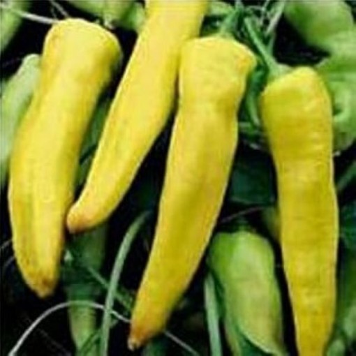 Banana Bounty Pepper Seeds