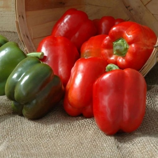 Excursion II Sweet Peppers