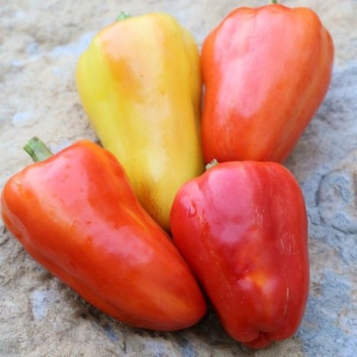 Picture of Feher Ozon Paprika Pepper Seeds