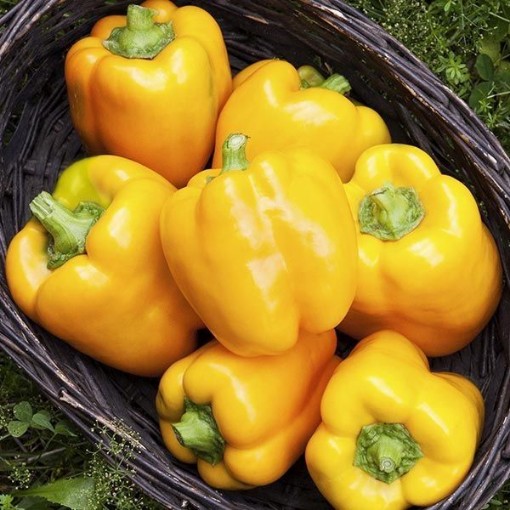 Golden California Wonder Pepper Seeds
