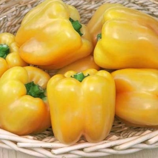 Golden Summer Pepper Seeds