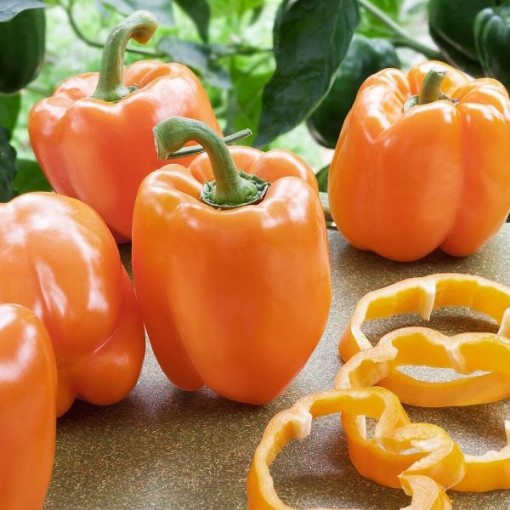 Kevin's Early Orange Pepper Seeds