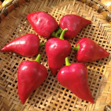 Lesya Red Pepper Seeds