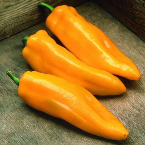 Mama Mia Giallo Pepper Seeds