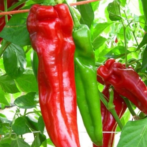 Mattadores Pepper Seeds