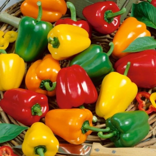 Mini Bell Mix Pepper Seeds