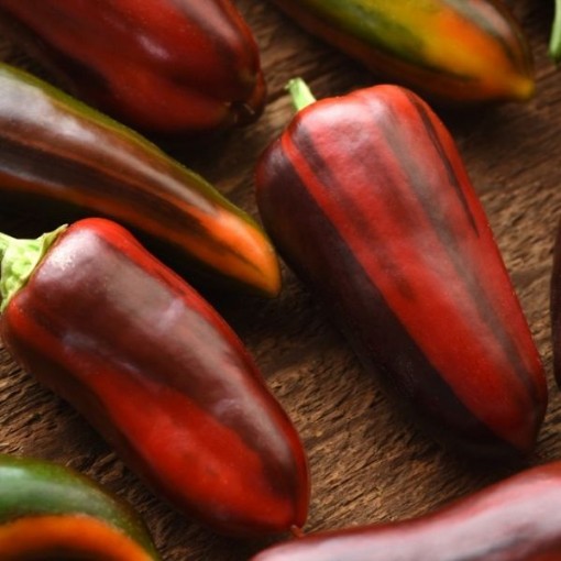 Mocha Swirl Pepper Seeds