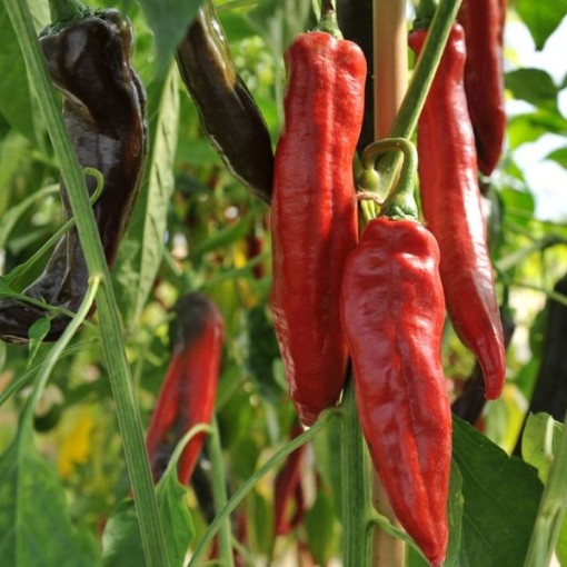NuMex Garnet Paprika Pepper Seeds