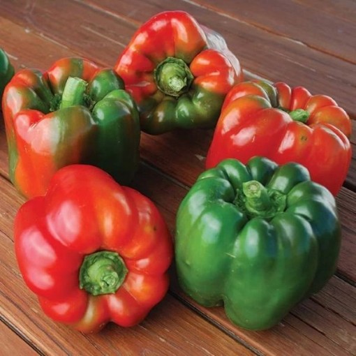 Ozark Giant Pepper Seeds
