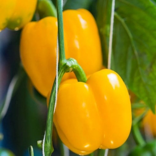 Quadrato d'Asti Giallo Pepper Seeds