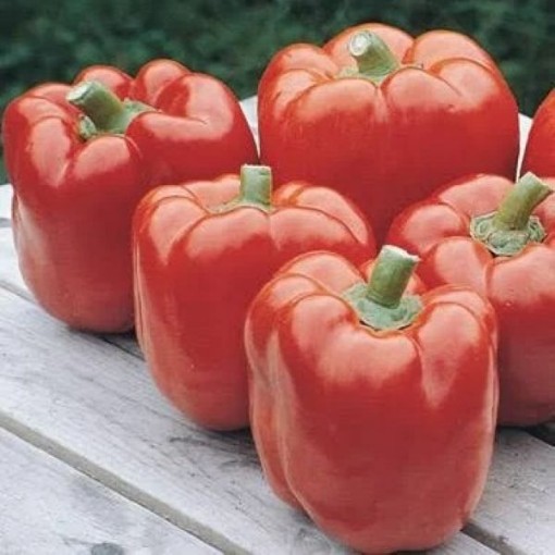 Red Knight Pepper Seeds