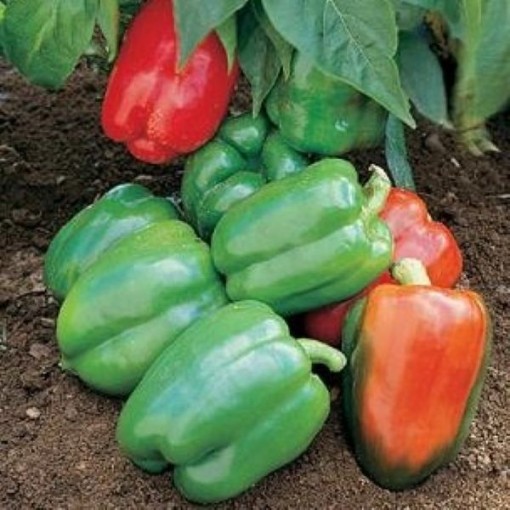 Yankee Bell Pepper Seeds