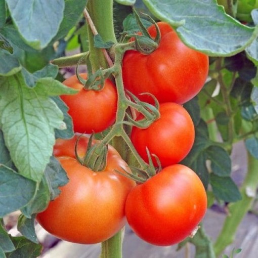 Abe Lincoln Tomato Seeds
