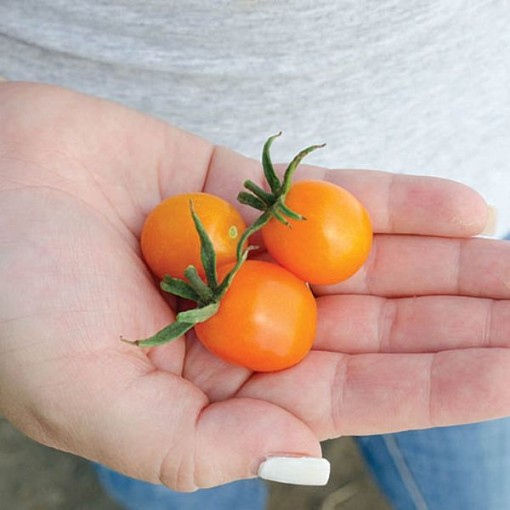 Amarillo Tomato Seeds