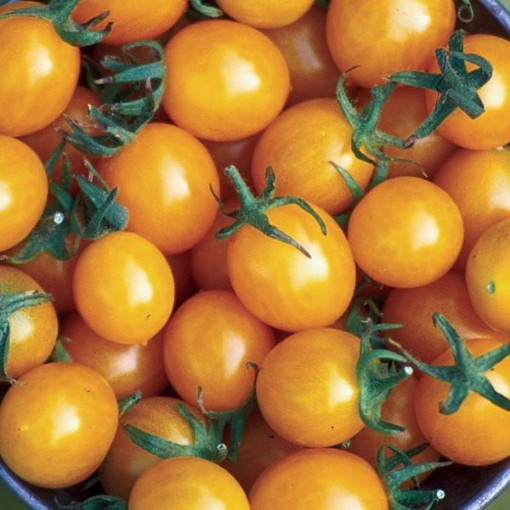Blondkopfchen Tomato Seeds