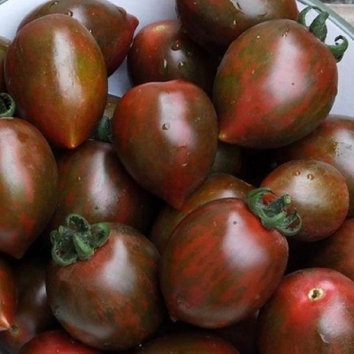 Chocolate Sprinkles Tomato Seeds
