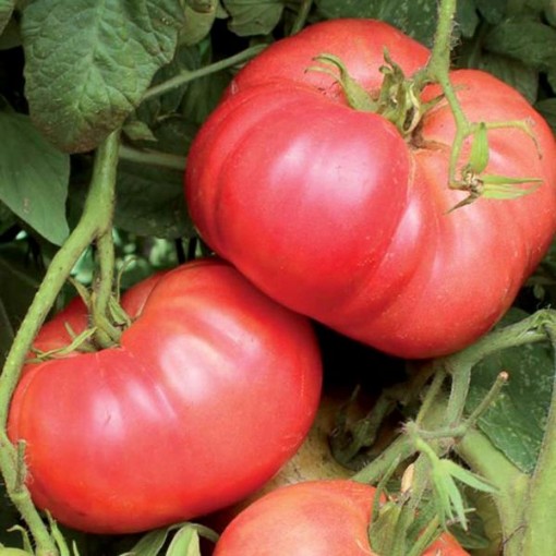 Crnkovic Yugoslavian Tomato Seeds