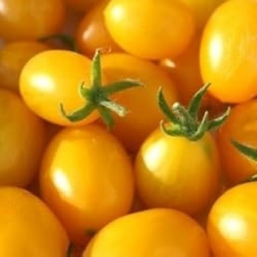 Cuban Yellow Grape Tomato Seeds