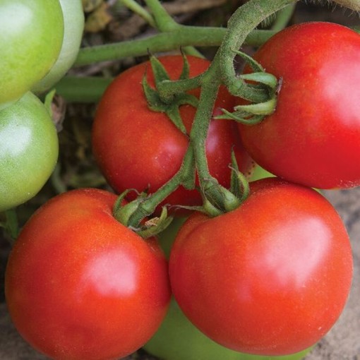 Defiant Tomato Seeds