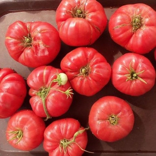 Dinner Plate Tomato Seeds