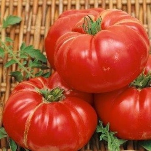 Dutchman Tomato Seeds
