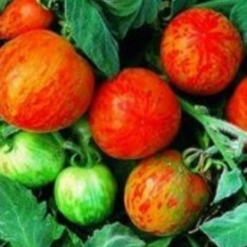 Elberta Girl Tomato Seeds