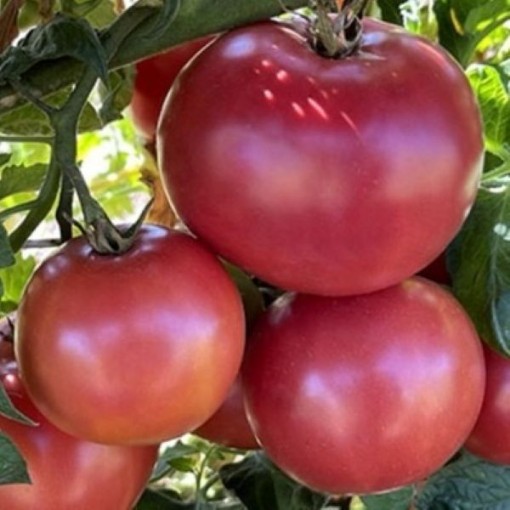 Eva Purple Ball Tomato Seeds