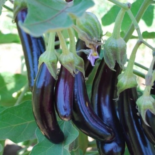 Little Fingers Eggplant Seeds