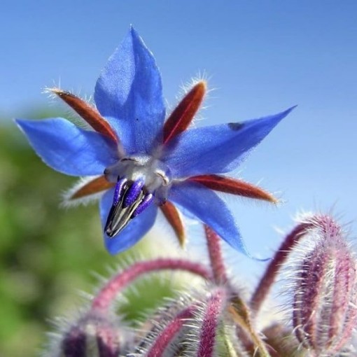 Borage Seeds