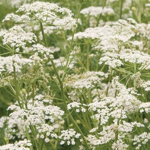 Caraway Seeds