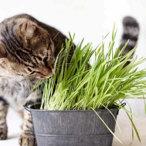 Catgrass Seeds