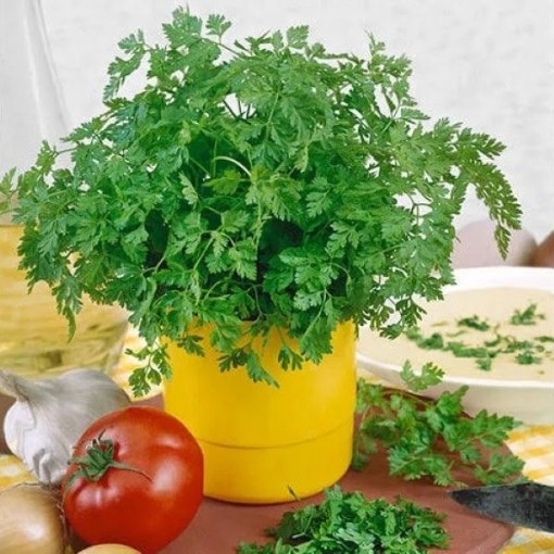 Chervil Seeds