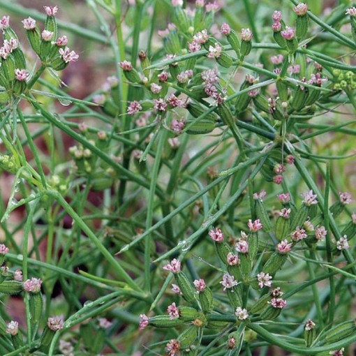 Cumin Seeds