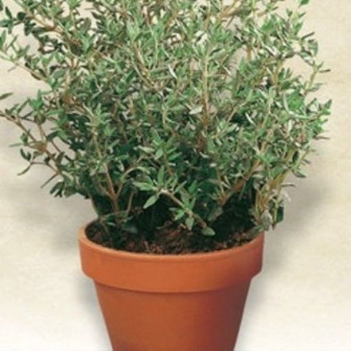 French Thyme Seeds