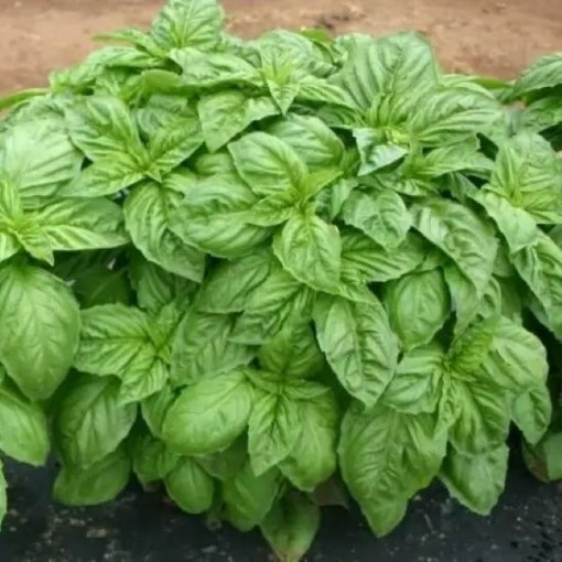 Italian Large Leaf Basil Seeds