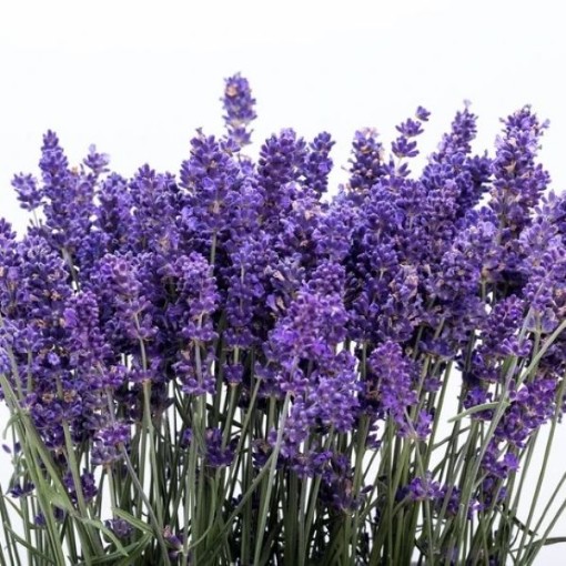 Italian Lavender Seeds