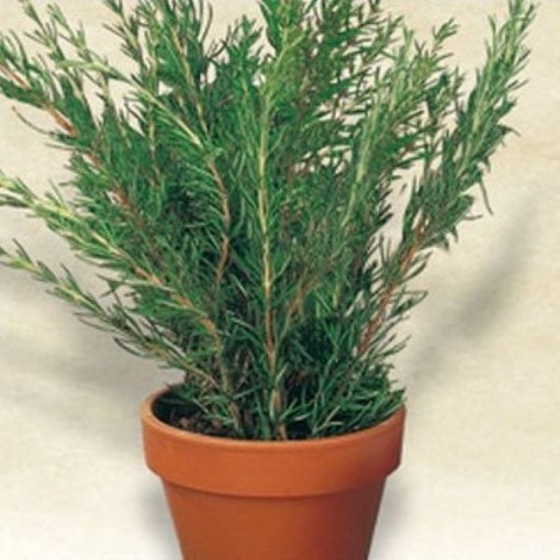 Italian Rosemary Seeds