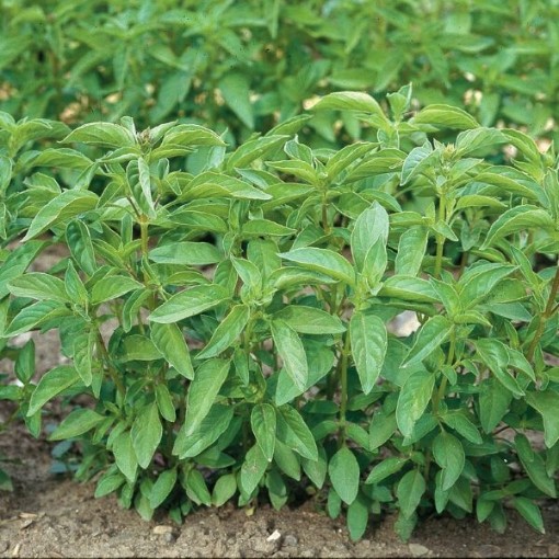 Lime Basil Seeds