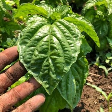 Napoletano Basil Seeds