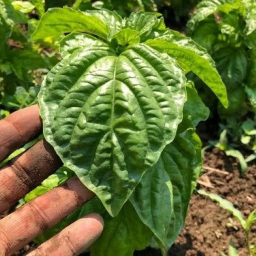 Napoletano Basil Seeds