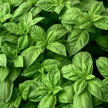 Nufar Basil Seeds