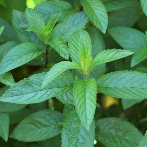 Peppermint Seeds